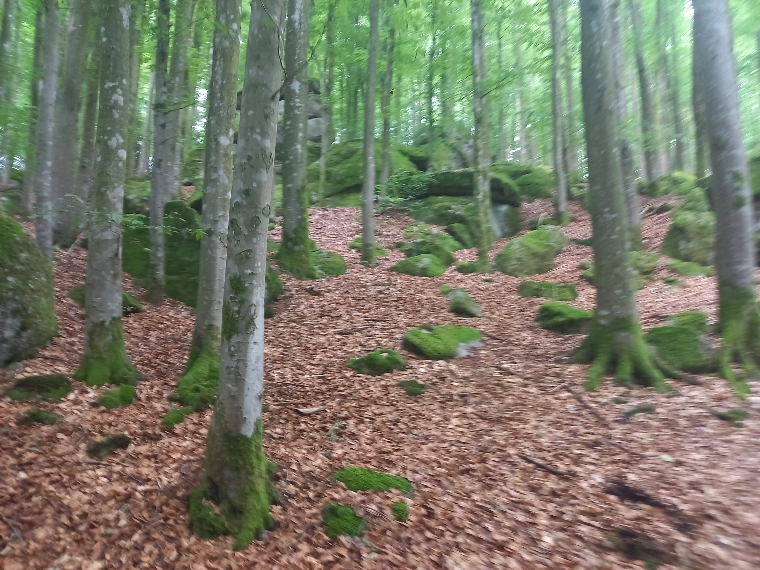 Fastenwandern Fastenwandern