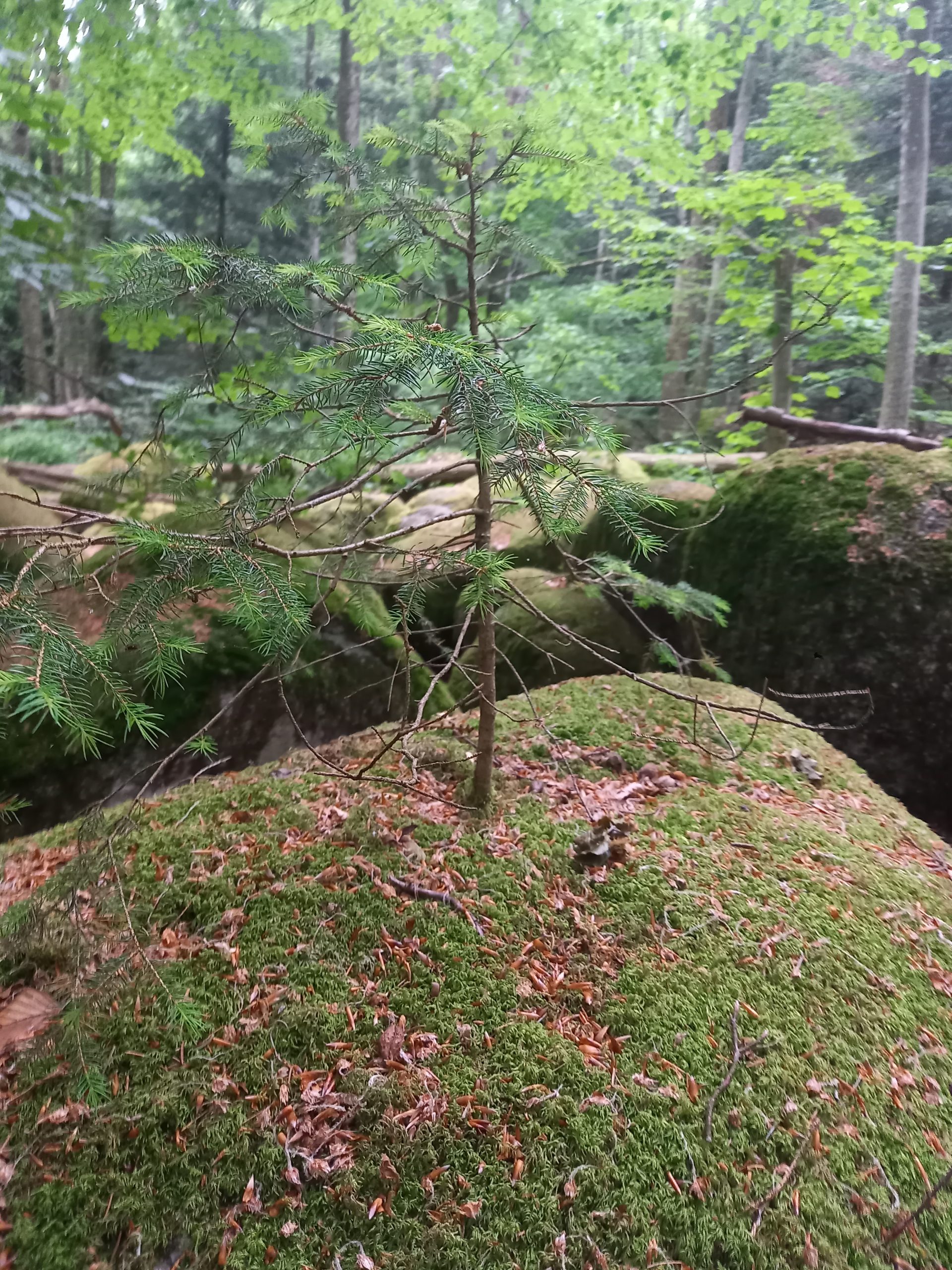 Fastenwandern Fastenwandern